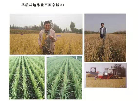 袁隆平雜交水稻在華北平原栽培旱稻種植成功